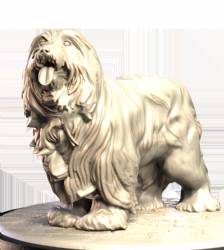 Bearded Collie (2)